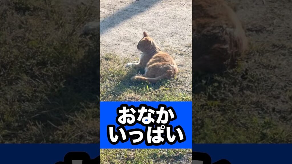 動けない‥ #癒し #元気になる動画 #かわいい #ネコ