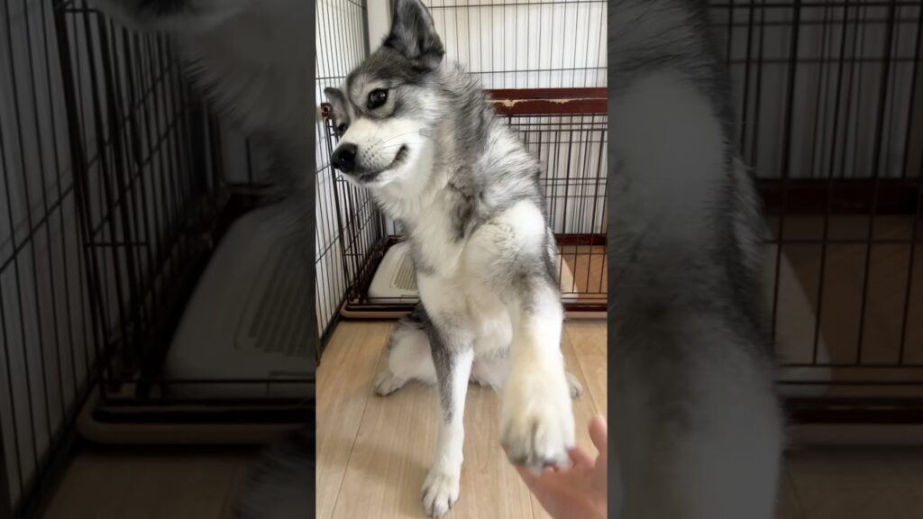 だんだんノってくれるサモスキー #サモスキーのはまち #癒し #dog