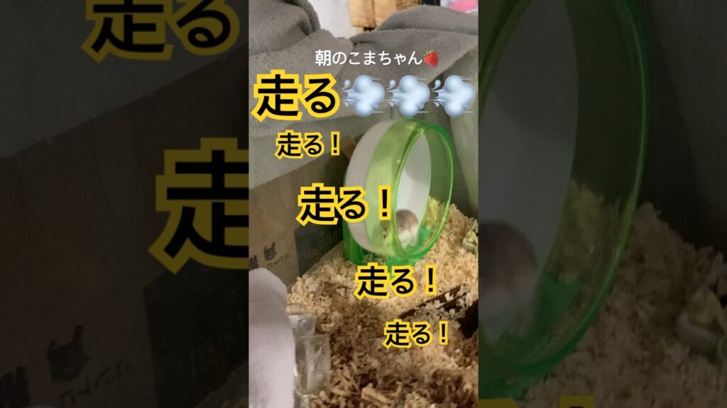朝のこまちゃん🍓【走る💨こまちゃん】 #ハムスター #hamster #癒し #shortvideo