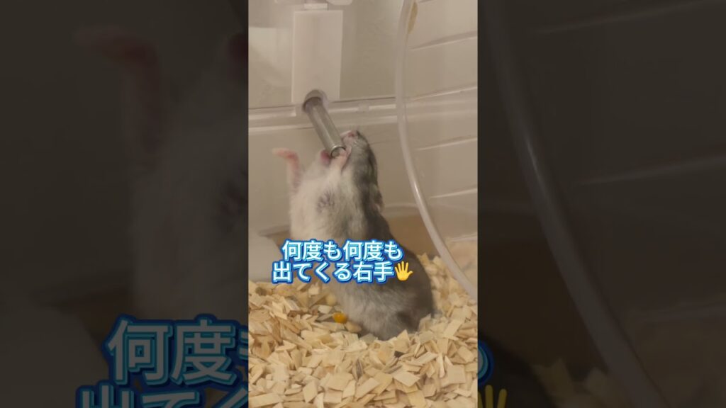 右手が可愛いまめくん🐹 #ハムスター #hamster #かわいい #ジャンガリアンハムスター #癒し #まめ
