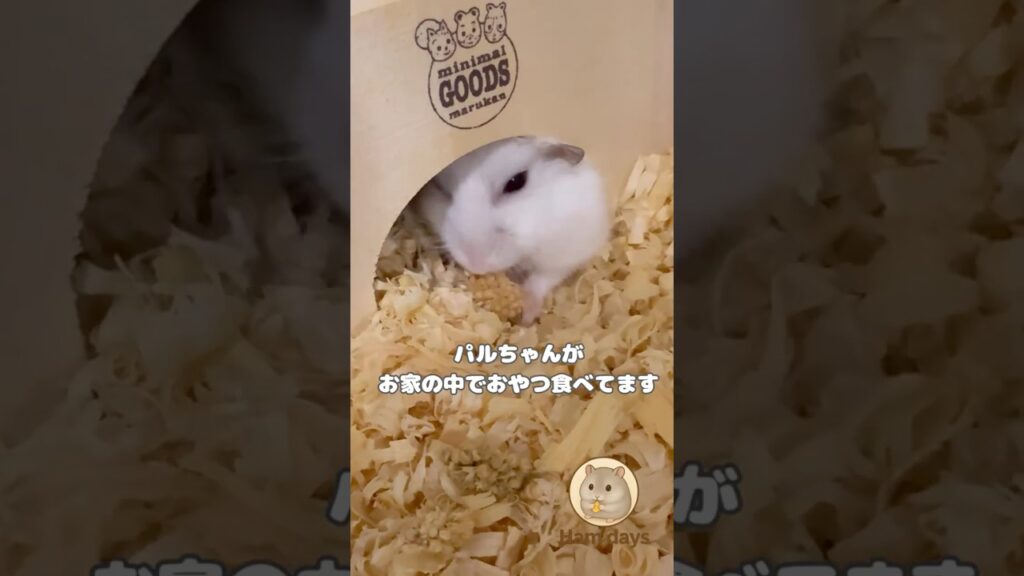 ハムスターのおやつタイムを隠し撮り #ハムスター #hamster #ハムスターかわいい #癒し #ハムスターのいる生活 #ジャンガリアンハムスター