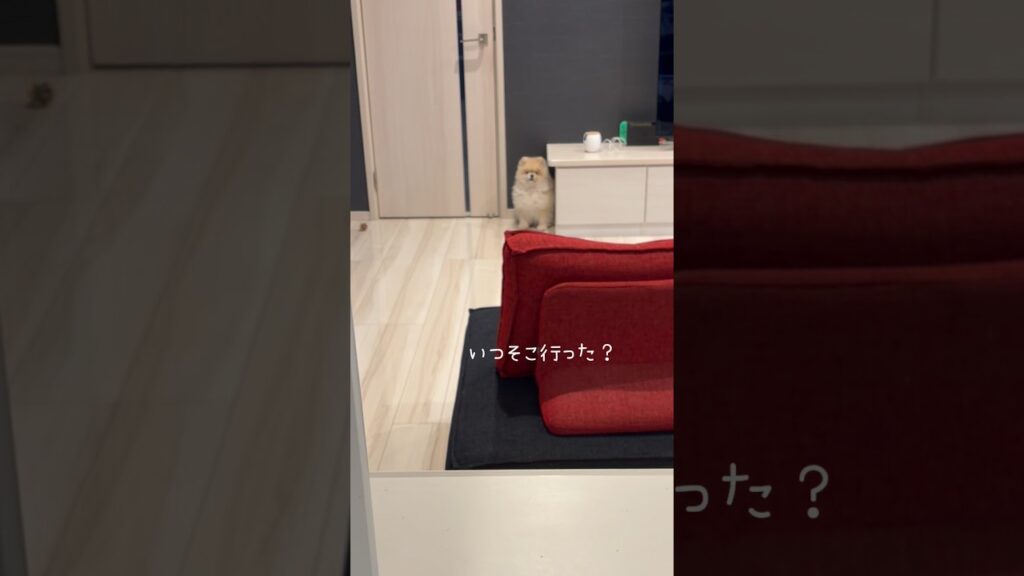ポメラニアンまめこはご飯ここで待つの #dog #ポメラニアン #癒し #犬のいる生活