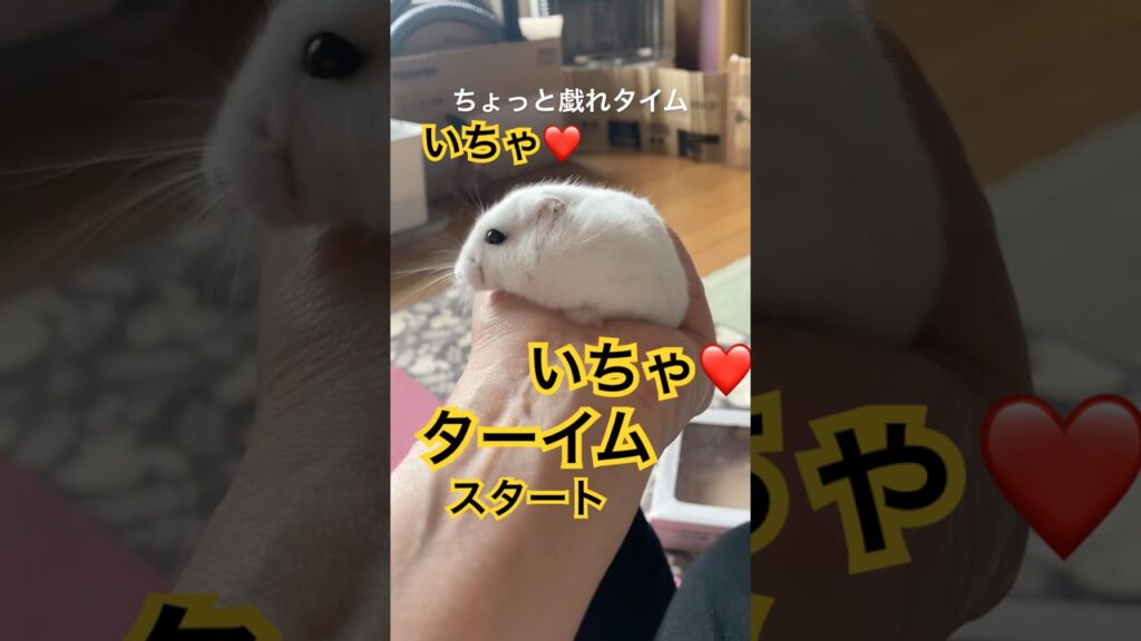 朝のゆきちゃん❄️【しばし戯れる❤️】 #ハムスター #癒し #hamster #shortvideo
