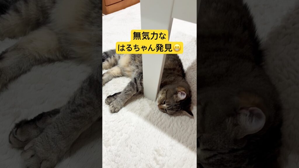 無気力なはるちゃん😁#cat #cute #ねこ #猫 #癒し