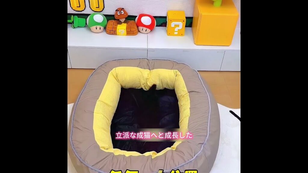 この猫はお風呂に入れば入るほど色が落ちていく