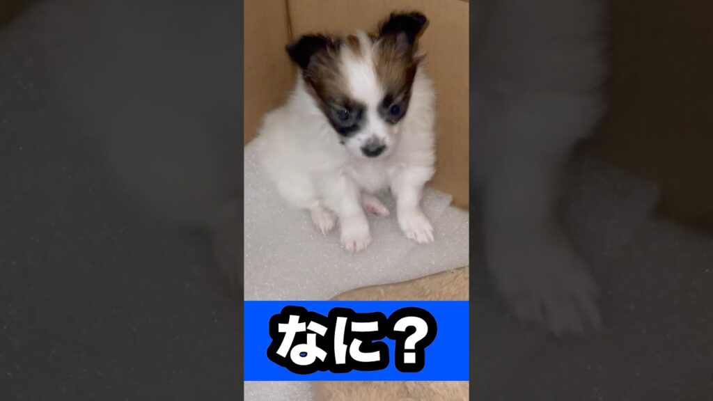 なに？ #犬 #癒し #元気になる動画 #犬のいる生活 #元気お届け #かわいい #パピヨン