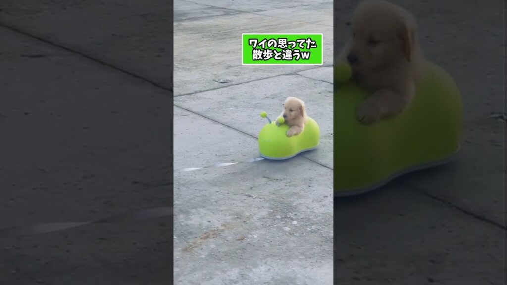 仕事で疲れた皆に贈る笑いと癒しの子犬5選ww　#子犬 #笑える #癒し #子犬のいる生活 #子犬のいる暮らし #犬好きさんと繋がりたい #元気になる動画