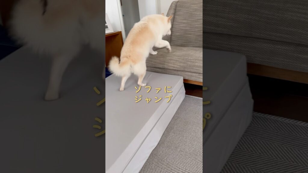 白柴、マットレスを上手く使えました #柴犬 #おすすめ #癒し #shibainu #白柴てん #shorts #シニア犬