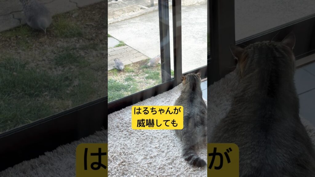 鳩を見るしかないにゃんこ😂#cat #cute #ねこ #猫 #癒し