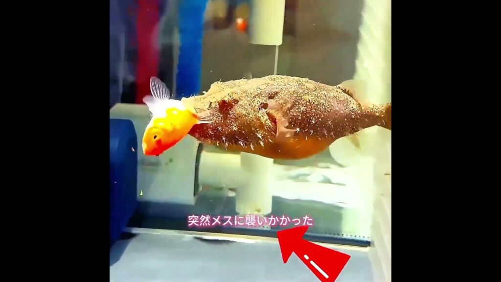 男の人はすべてのお金を使って魚をすくう価値がありますか。