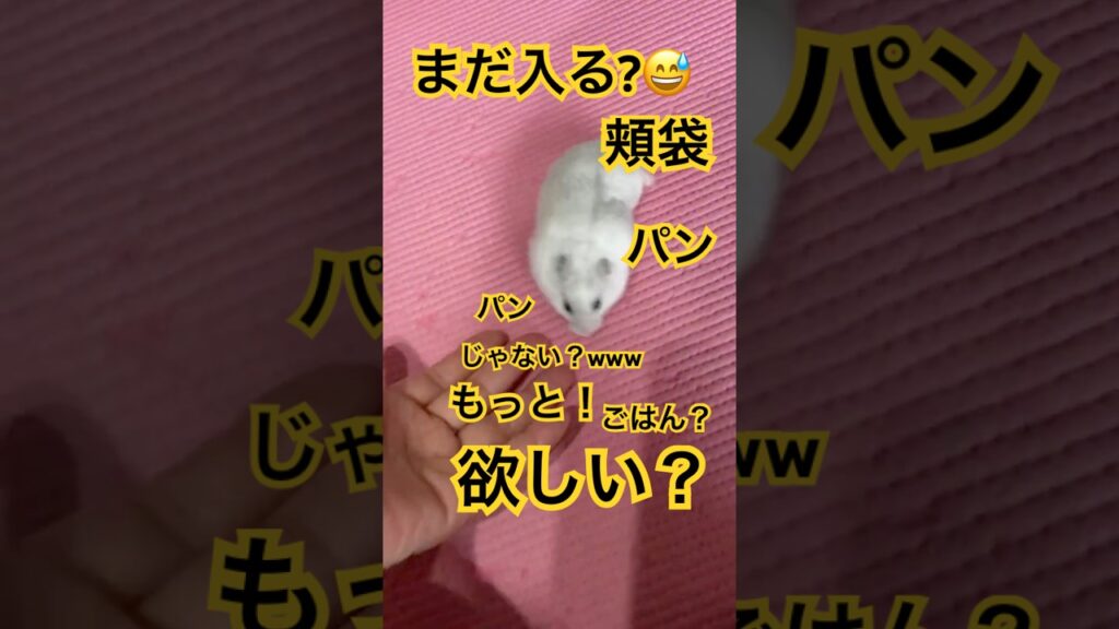 朝のゆきちゃん❄️【なんか欲しいんでしょ？😘】 #ハムスター #癒し #hamster #shortvideo