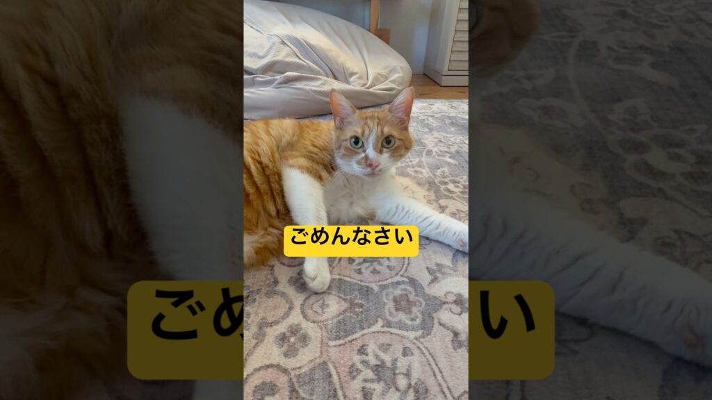 ママに怒られた猫さんシリーズ#猫動画 #ねこ#癒し