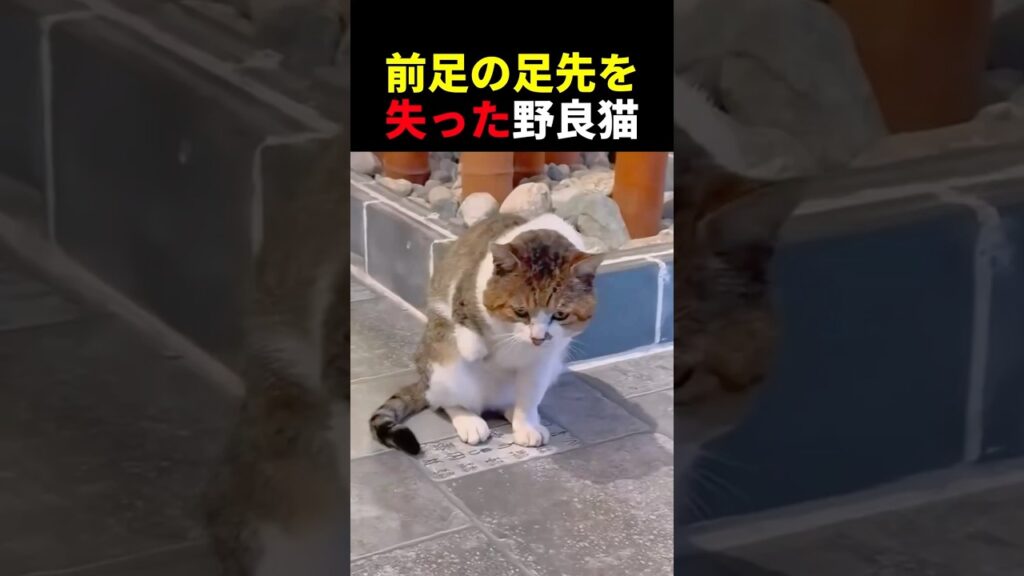 前足の足先を失った野良猫 #動物 #ペット #かわいい #癒し #animals #猫