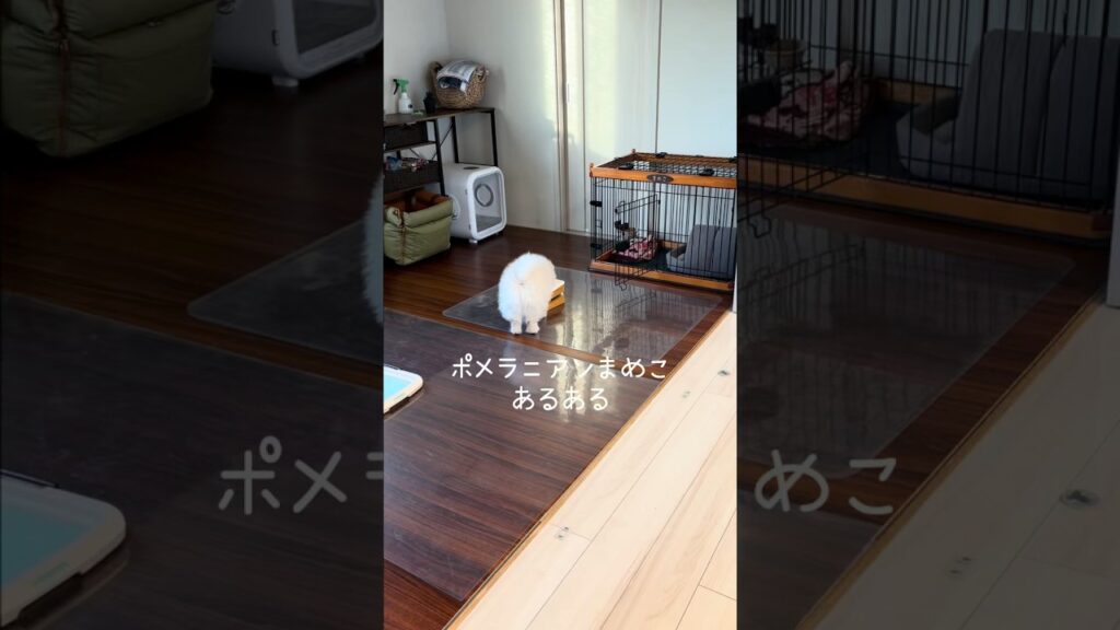 ポメラニアンまめこあるある #dog #ポメラニアン #癒し #犬のいる生活