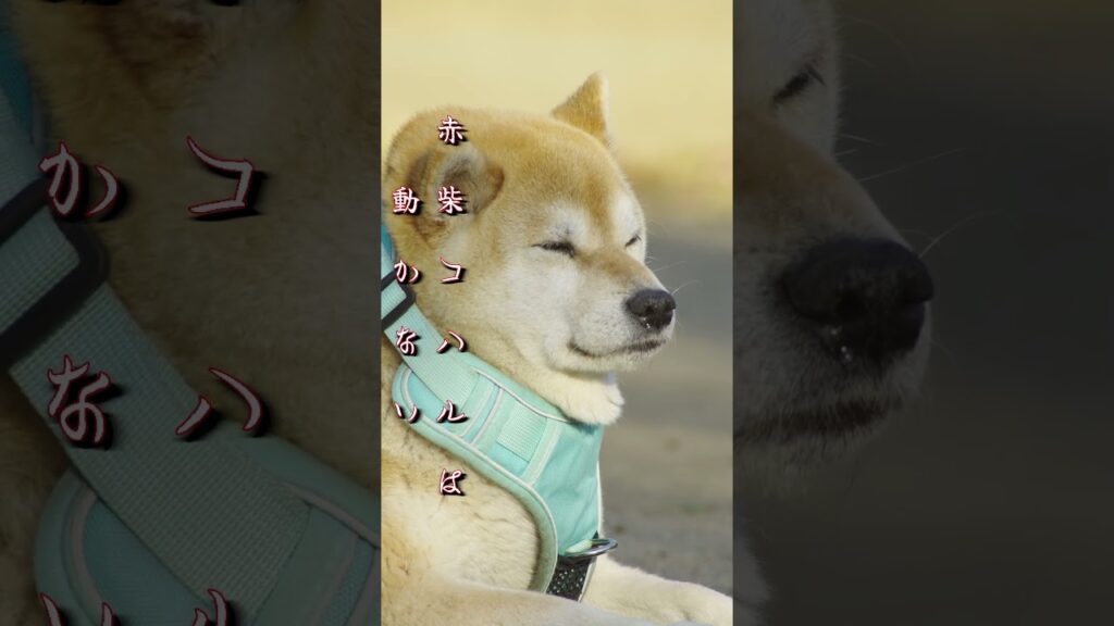 赤柴コハルは動かない #193 #shorts #柴犬 #shibainu #かわいい #癒し