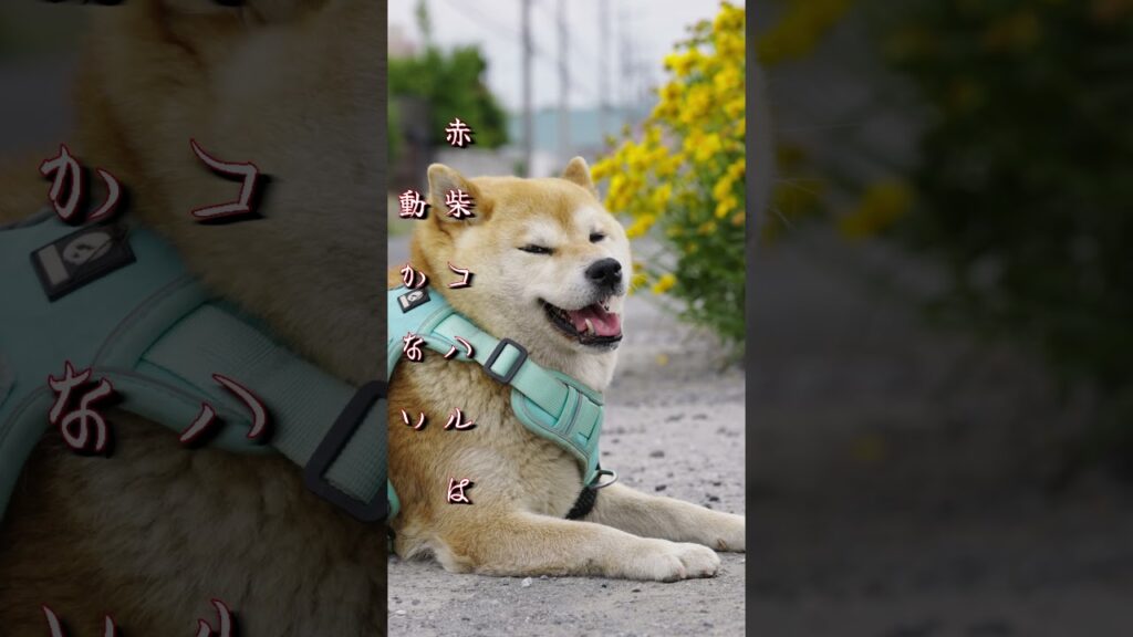 赤柴コハルは動かない #194 #shorts #柴犬 #shibainu #かわいい #癒し #愛犬