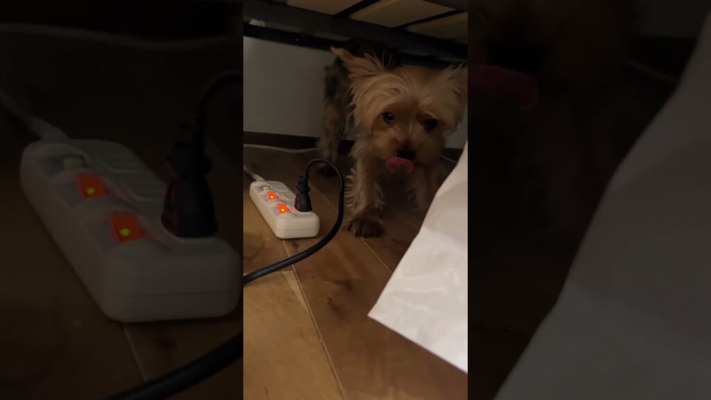 ねむねむ犬🐶#ヨーキー #ヨークシャーテリア #癒し #可愛い #元気になる動画 #yorkshireterrier #yorkie #dog #shorts