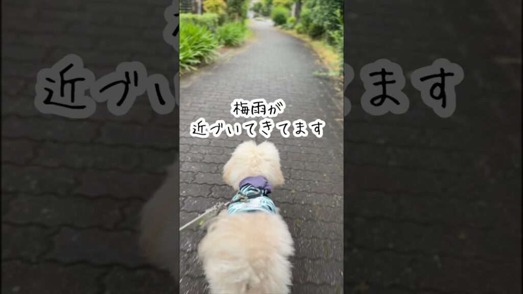 朝のお散歩　雨上がり　#健康 #散歩 #癒し #犬 #梅雨