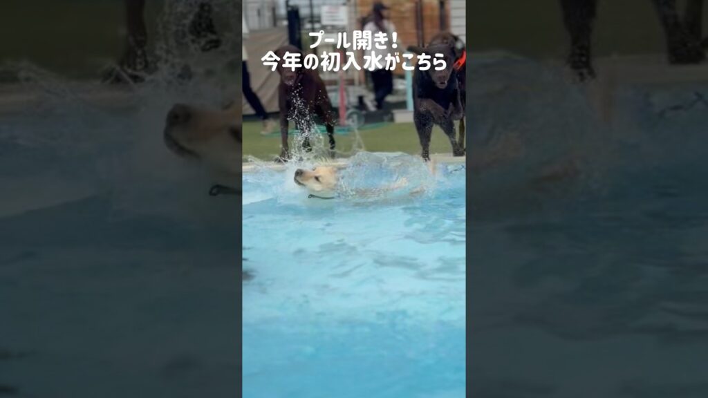 プール開き！今年の初入水がこちら★#shorts #labradorretriever #ラブラドールレトリバー #可愛い #癒し #プール #水遊び #大型犬 #ぼんちゃん