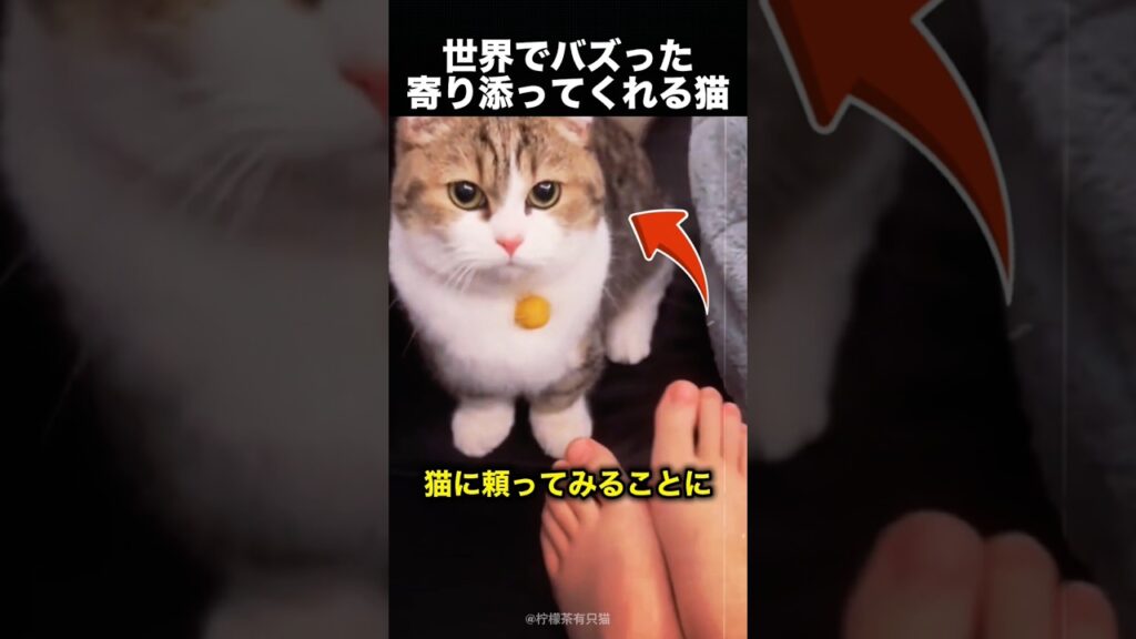 「僕が温めるよ」猫の優しさが尊すぎる！