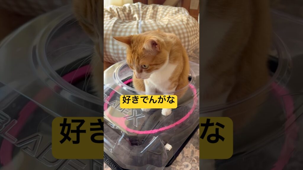 遊べないと言われても入りたくなる猫さん#猫動画#ねこ#癒し