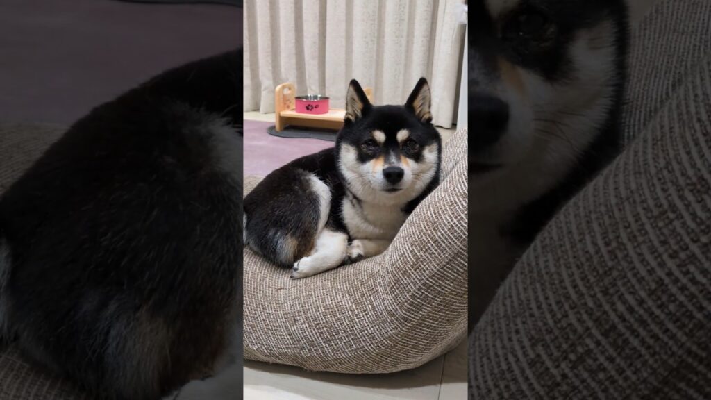 #癒し #柴犬 #豆柴のいる暮らし #shorts