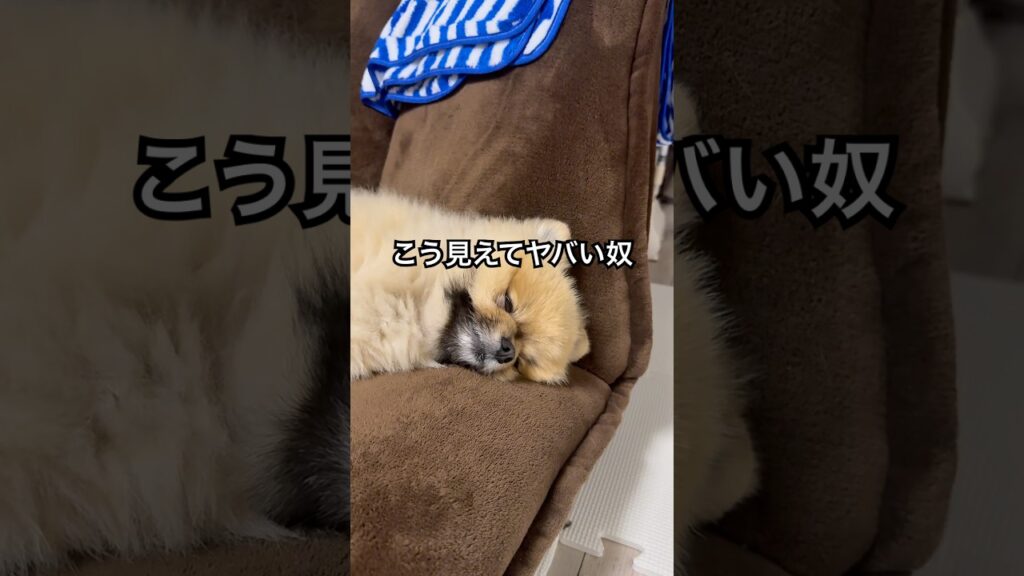思考がイカれてるポメラニアン😂#犬 #癒し #cute