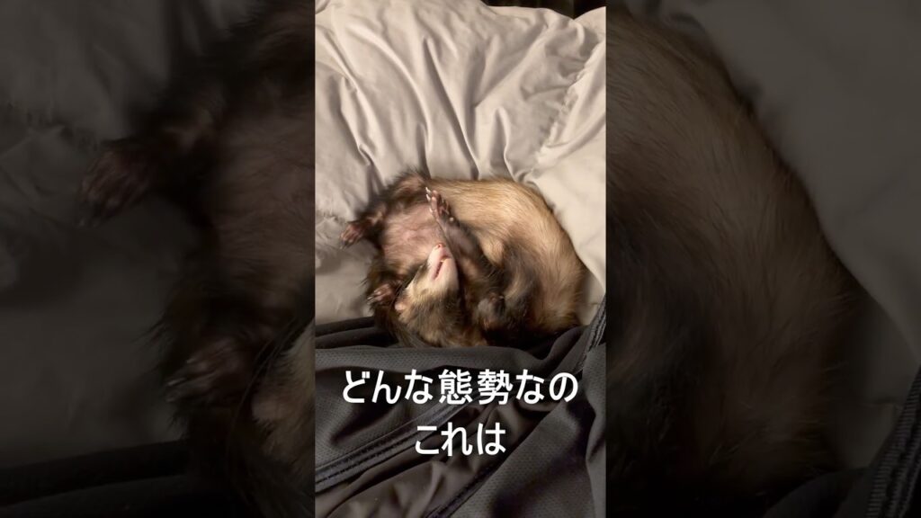 寝相が独特すぎる我が家のフェレット #フェレット #ペット #癒し