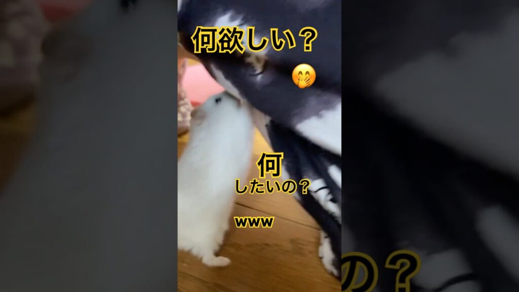 朝のゆきちゃん❄️【おねだり中❤️】 #hamster #癒し #shortvideo