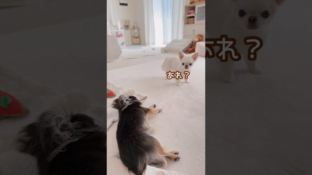 ひなたぼっこ次の方どうぞ～♪ #チワワ #癒し #ほのぼの
