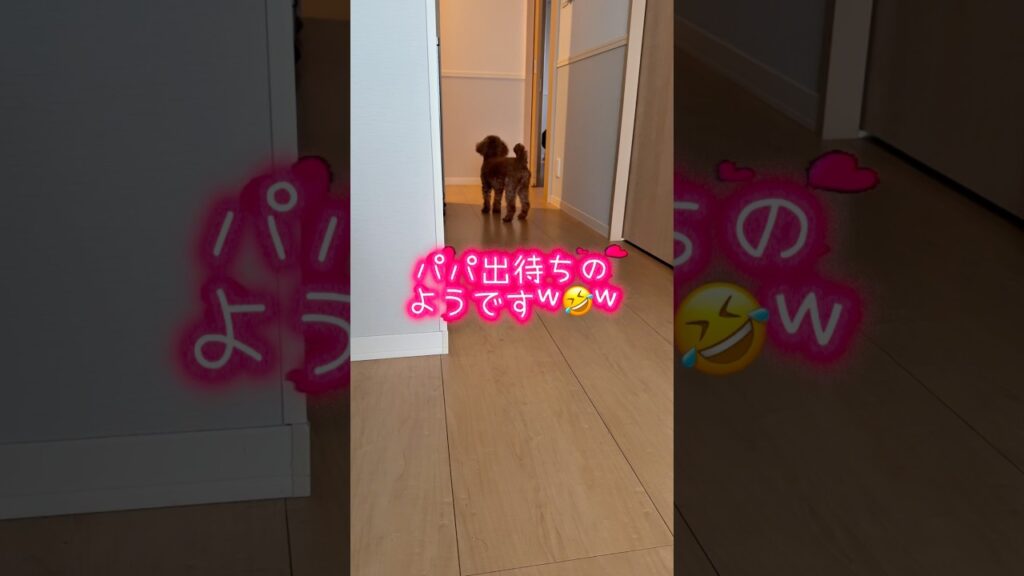 【トイプー】パパの出待ち🐶❤️#トイプードル #癒し #癒し動画 #犬のいる暮らし #愛犬