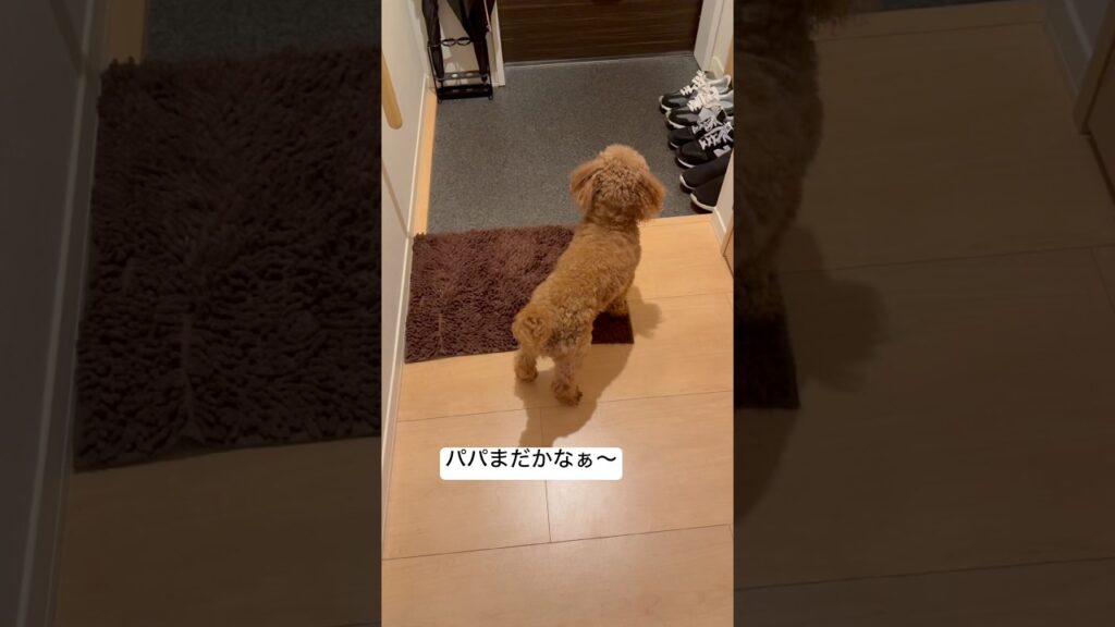 パパ大好き✨️トイプー🐶❤️#トイプードル #癒し #癒し動画 #shorts #犬のいる暮らし #愛犬