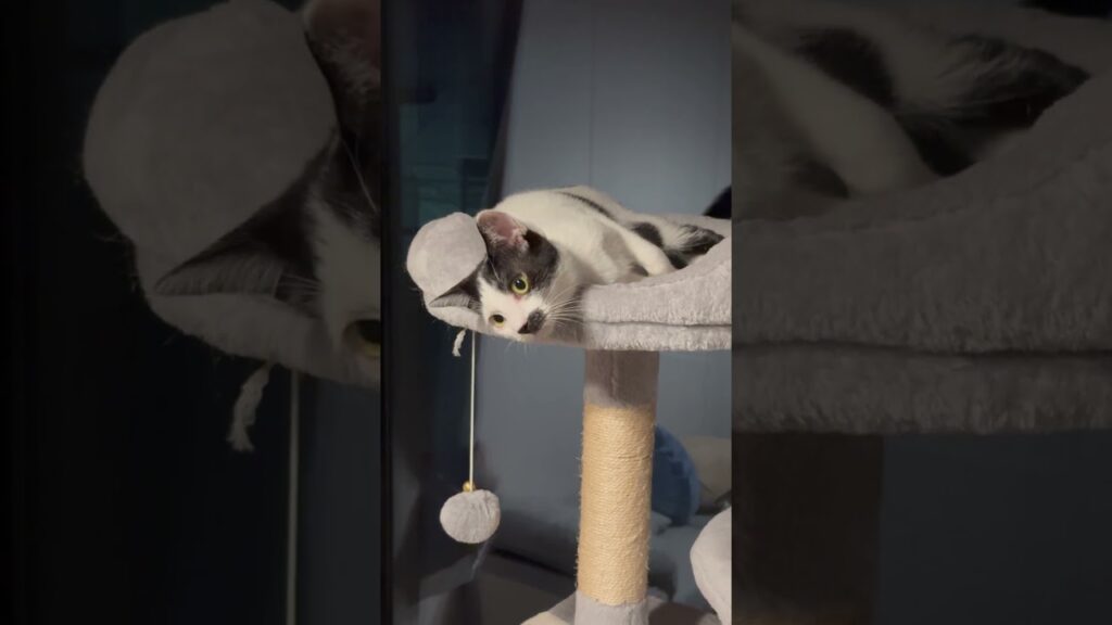 【忙しい日々だから､､､】#shorts #cat #ねこ #癒し #bgm #おすすめ
