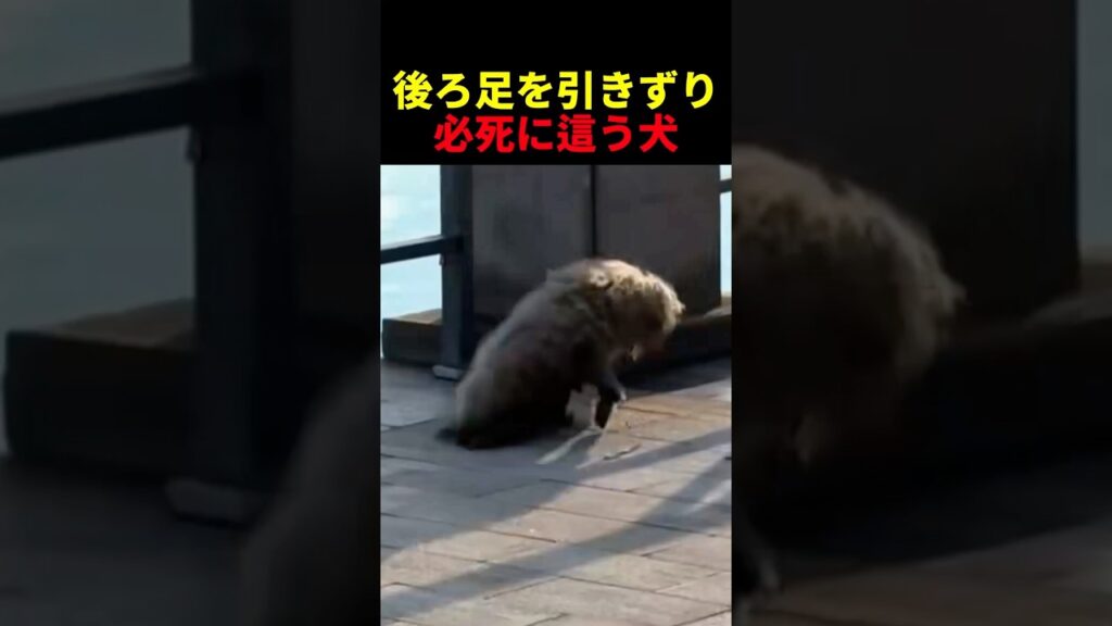 後ろ足を引きずり必死に這う犬 #動物 #ペット #かわいい #癒し #animals #犬