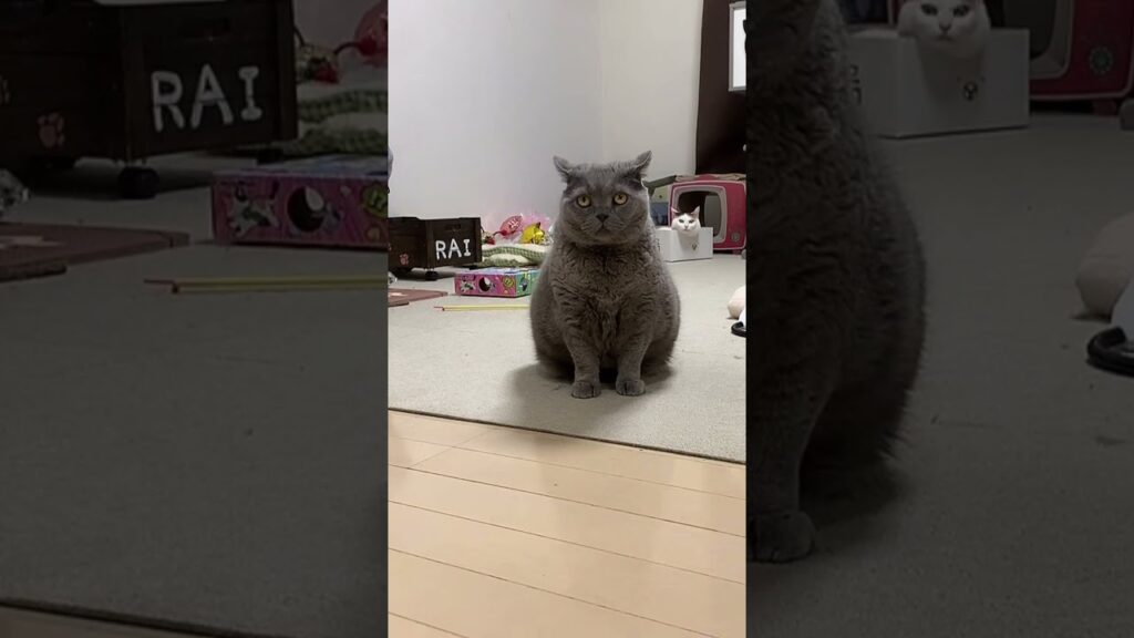 きょろ。　#おすすめ #猫動画 #癒し #ねこ #ブリティッシュショートヘア