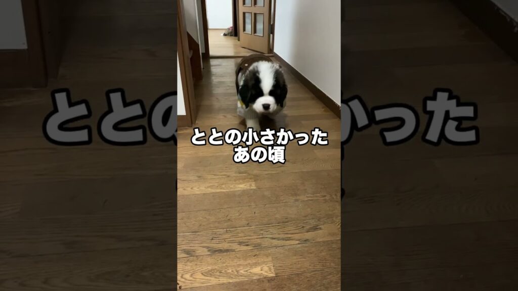 同じ場所を歩いていたら・・・・こうなった #癒し #大型犬のいる生活 #可愛い