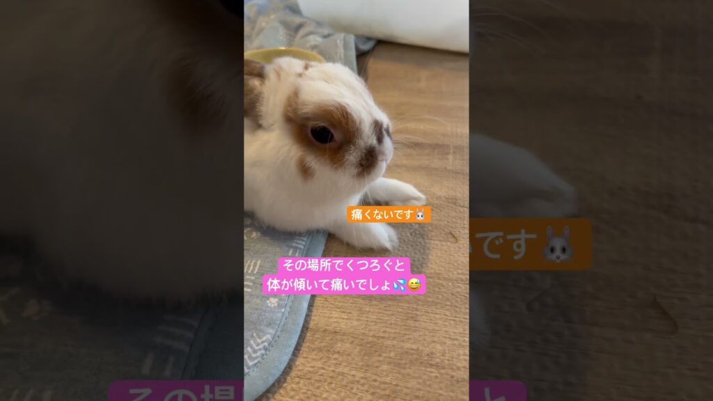 #shorts ,#うさぎのいる暮らし ,#rabbit ,#癒し ,朝から笑わしてくれるうさぎ