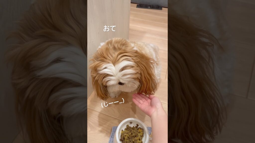 目の前に大好きなお芋が… #癒し #shihtzu