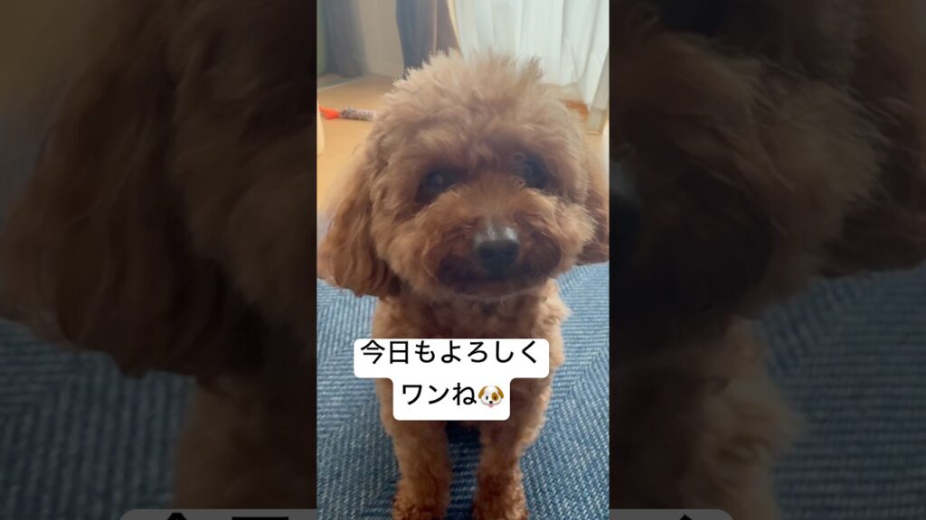 おはようワン🐶【トイプー🐾】#トイプードル #shorts #癒し #癒し動画 #犬のいる暮らし #愛犬