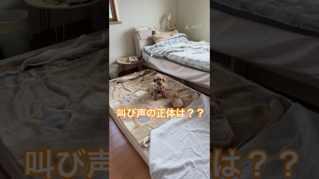 家中に響く叫び声の正体は…？？ #トイプードル #癒し #犬のいる生活