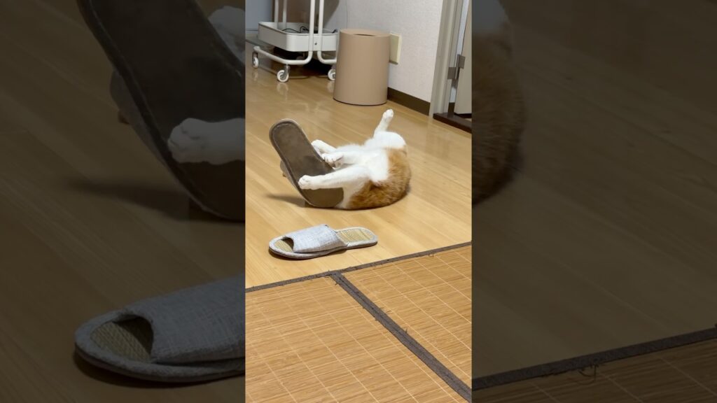 突然スリッパと格闘する玉次郎😅#ねこ #猫 #癒し #玉ちゃん #shorts