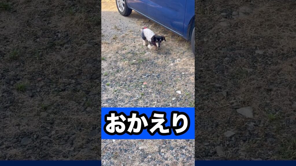 おかえり！！ #可愛い #元気になる動画 #癒し #元気お届け #犬 #犬のいる生活 #かわいい #ミニチュアダックスフンド