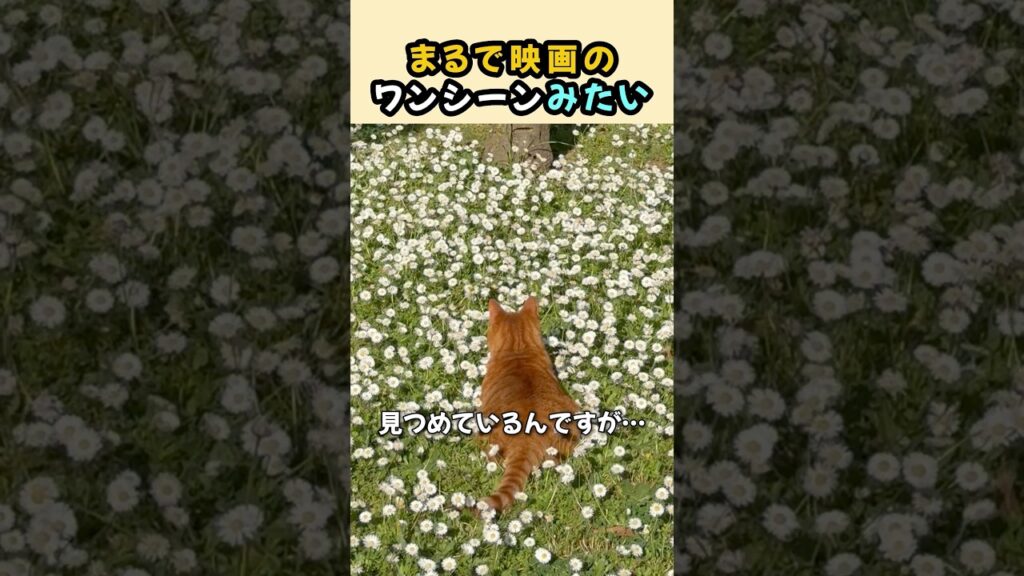 花畑で猫が見つめていたもの…