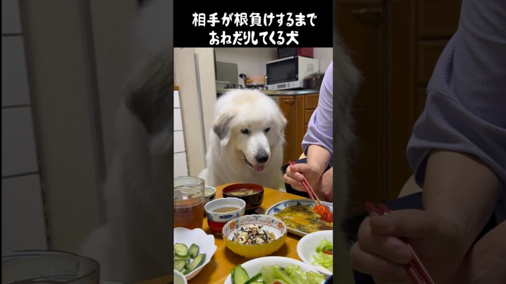 おねだり成功率100%の愛犬　#greatpyrenees #大型犬のいる生活 #大型犬 #大型犬と暮らす #グレートピレニーズ #ゴールデンレトリバー #癒し #愛犬