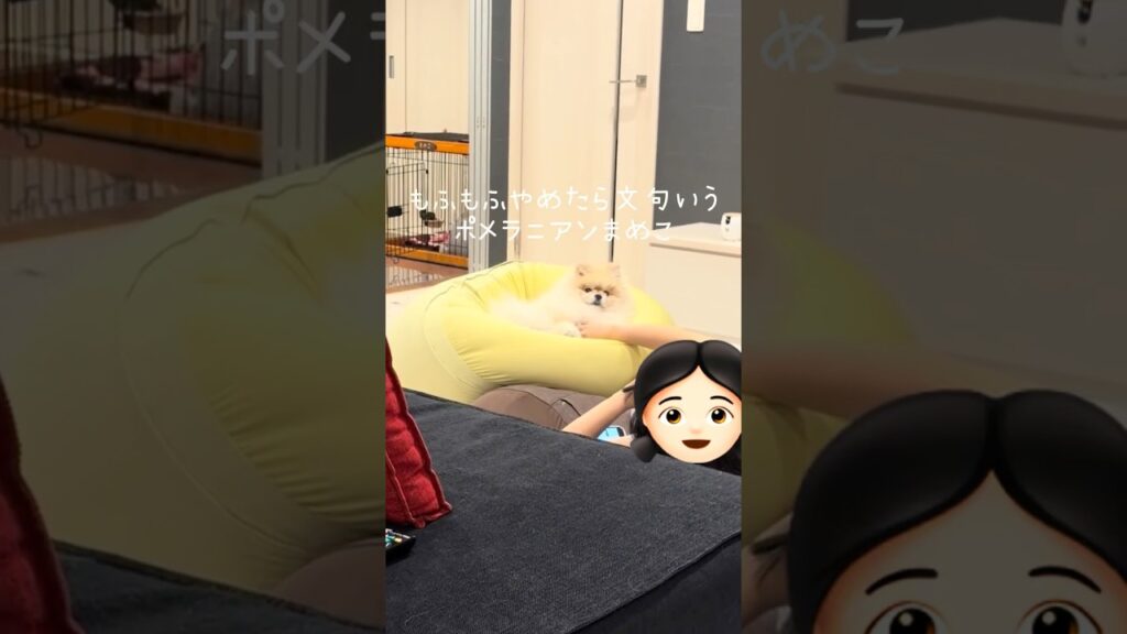 もふもふやめたら文句を言うポメラニアンまめこ #dog #ポメラニアン #癒し #犬のいる生活