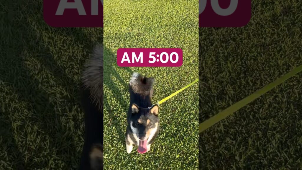 #散歩　#ショート動画 #柴犬 #しばいぬ #可愛い  #癒し #こいぬ #豆柴 #豆柴のいる生活 #黒柴 #主目線