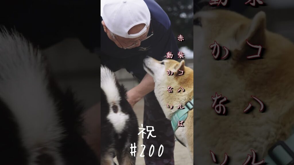 赤柴コハルは動かない #200 #shorts #柴犬 #かわいい #癒し