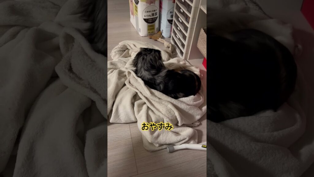 # #犬 #可愛い #元気お届け #元気になる動画 #癒し #ここほれわんわん#子犬 #かむかむ #ペット #犬のいる生活 #おやすみ
