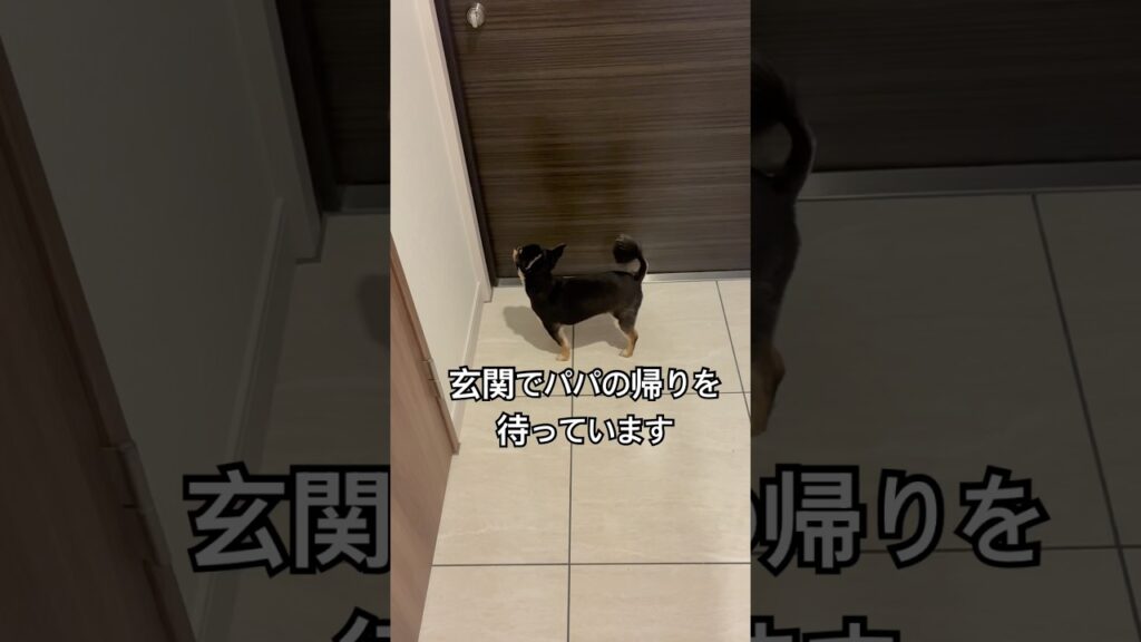 パパおかえり！ずっと待ってたよ🐶 #チワワ #おすすめ #癒し #可愛い #犬 #shorts