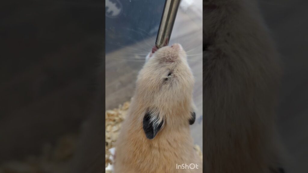 2026,5,29,きなこ君 #hamster #ゴールデンハムスター #ハムスター #癒し #かわいい #pets #きなこ #キンクマ